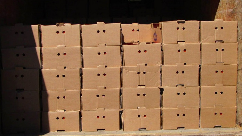 Россельхознадзор вернул в Кыргызстан и Казахстан 61,4 тонны подкарантинной продукции &mdash; Tazabek