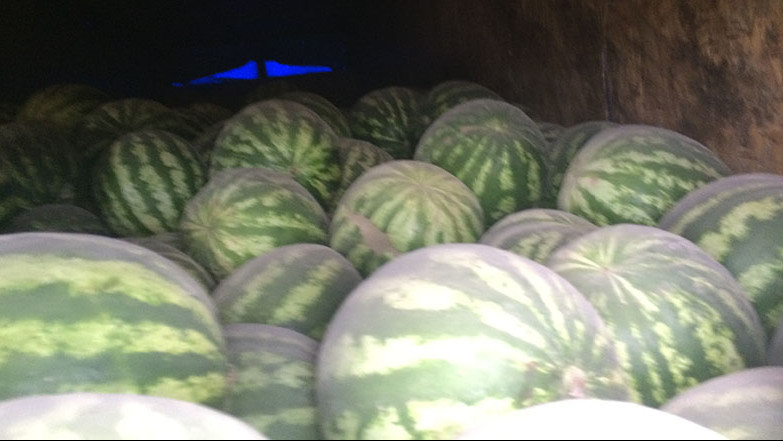 102 тонны арбузов, лука репчатого и моркови из Казахстана и Кыргызстана не пропустили в Россию &mdash; Tazabek