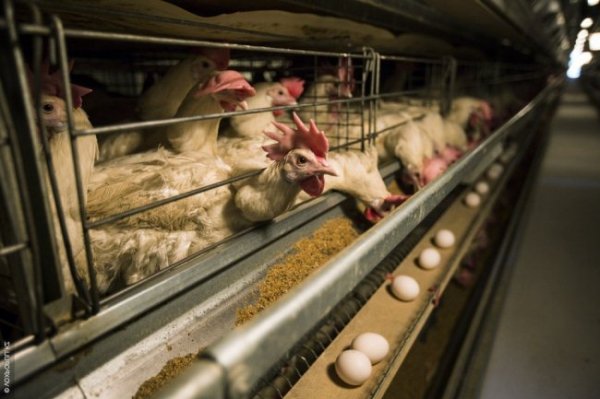 Сейчас бройлерное птицеводство на грани банкротства, Токмокская птицефабрика и Иссык-Кульская &laquo;Шумкар&raquo; тоже обанкротились, - Ассоциация птицеводов &mdash; Tazabek