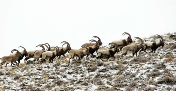 Счетная палата: 20 турфирм не уплатили 2,3 млн сомов за пользование пастбищами для проведения охотничьих туров в Нарынской области &mdash; Tazabek