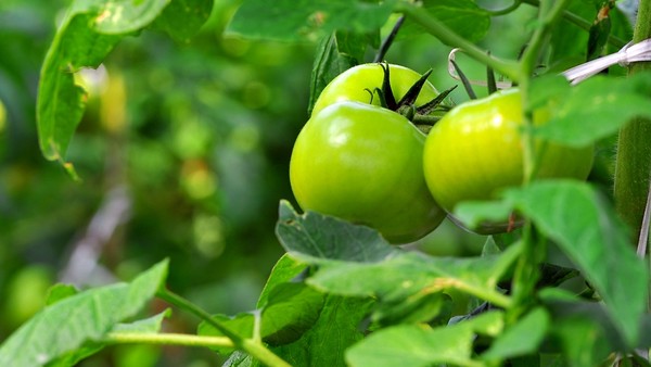 Чешские инвесторы хотят вложить $80 млн в завод минеральных удобрений, - Минсельхоз &mdash; Tazabek