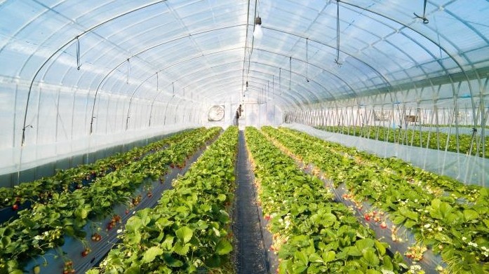 С начала года по Кыргызстану запущено 480 теплиц разного типа, - сборник &mdash; Tazabek