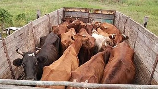 Госветинспекция не пропустила 15 голов лошадей и 5 голов КРС из Таджикистана в Кыргызстан &mdash; Tazabek