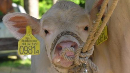 Ежегодная потребность в бирках для скота составляет до 600 тыс. штук бирок, - Госветинспекция &mdash; Tazabek