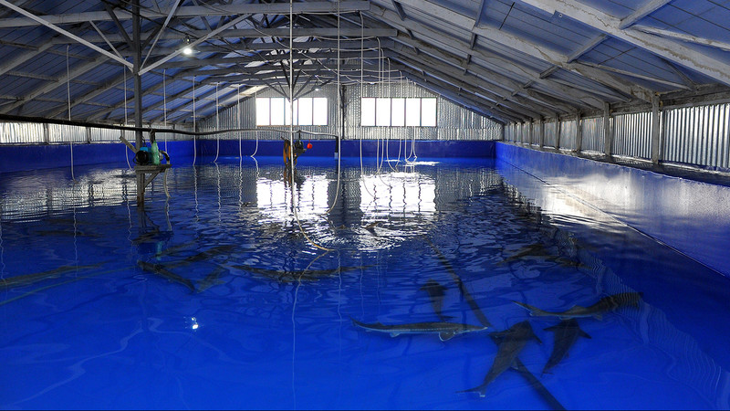 Рыбный бизнес: Какие предприятия Кыргызстана имеют доступ на рынок Казахстана? (отчисления в бюджет) &mdash; Tazabek