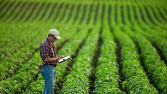 В Кадамжайском районе благодаря эксперименту урожайность повысилась на 25%, - Минсельхоз &mdash; Tazabek