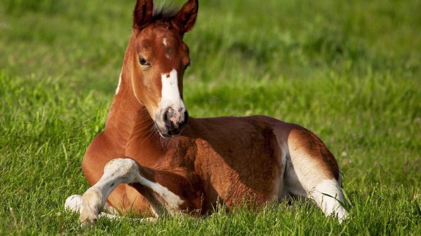 Депутат К.Исаев сравнил незарегистрированных лошадей с детьми без паспорта &mdash; Tazabek