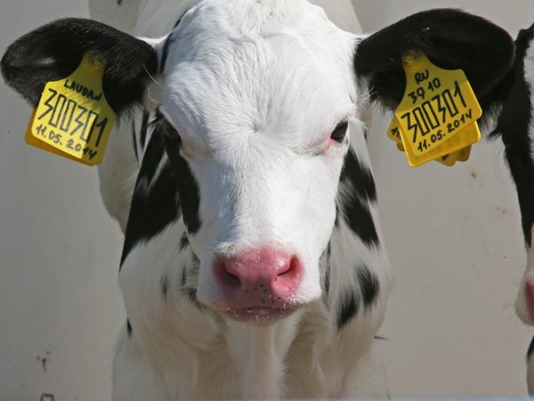 В 2016 году эпизоотическая обстановка в Кыргызстане стабильная, - замглавы Госветинспекции А.Жусупов &mdash; Tazabek