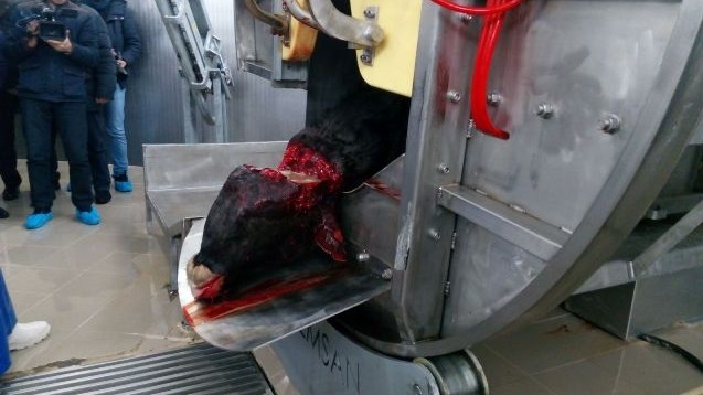 В Кыргызстане работают только 72 из 108 убойных цехов, - Минсельхоз &mdash; Tazabek