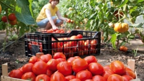 Минсельхоз предлагает утвердить положение Кыргызагробиоцентра и его схему управления — Tazabek