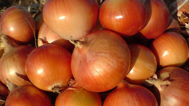Россельхознадзор вернул в Кыргызстан 20,4 тонны репчатого лука &mdash; Tazabek