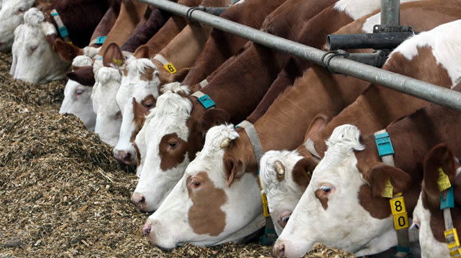 Правительство дополнило перечень племенных заводов, прошедших гособследование &mdash; Tazabek