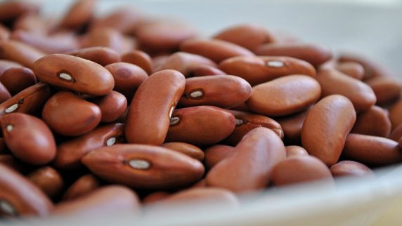 Наиболее пригодными для выращивания фасоли являются не только Таласская область, но и Чуйская и Иссык-Кульская области, - Департамент по экспертизе сельхозпродукции &mdash; Tazabek