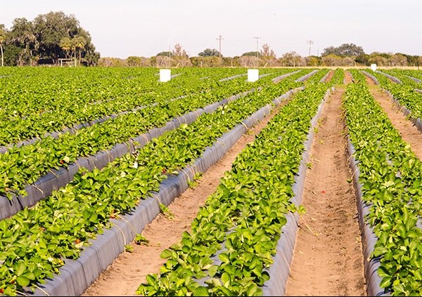 В КР запускают программу, направленную на финансирование сельскохозяйственных производственно-сбытовых цепочек &mdash; Tazabek
