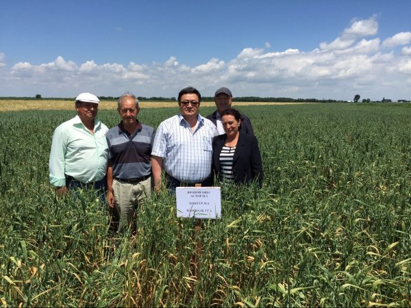 В КР начала свою работу полевая инспекция семеноводческих посевов озимых культур &mdash; Tazabek