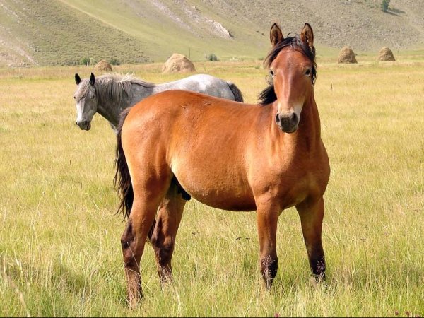 В Кыргызстане предлагают развивать чистокровное конезаводство и ввести тотализаторную систему &mdash; Tazabek