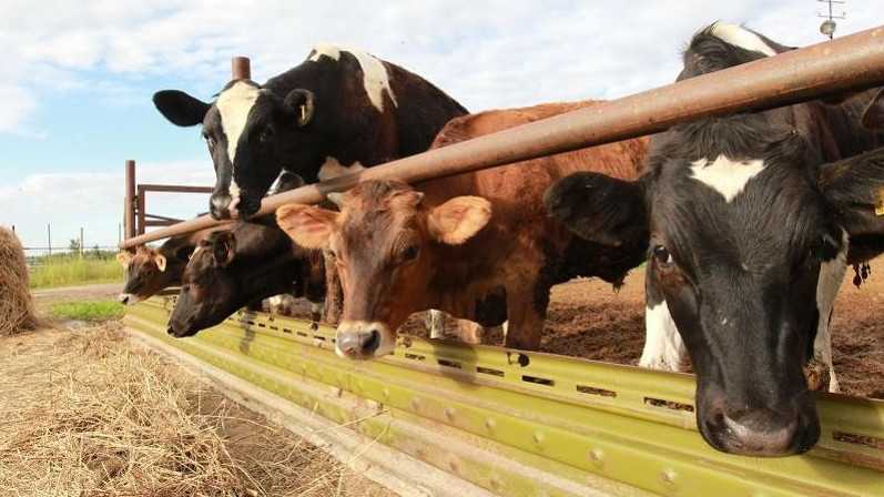 Рейтинг регионов: Какая область лидирует по сельхозпроизводству? &mdash; Tazabek