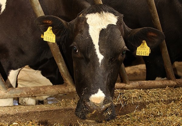 24 компании, не выигравшие тендер на приобретение бирок в рамках идентификации животных, жалуются друг на друга, - Госветинспекция &mdash; Tazabek