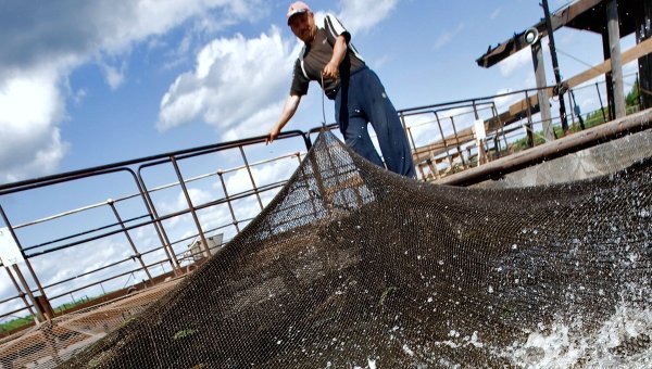 Минсельхоз предлагает утвердить программу развития рыболовства и аквакультуры в Кыргызской Республике до 2025 года &mdash; Tazabek