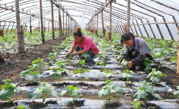 В 2018-2019 годах реальный темп роста сельского хозяйства увеличится на 2,9%, - прогноз &mdash; Tazabek