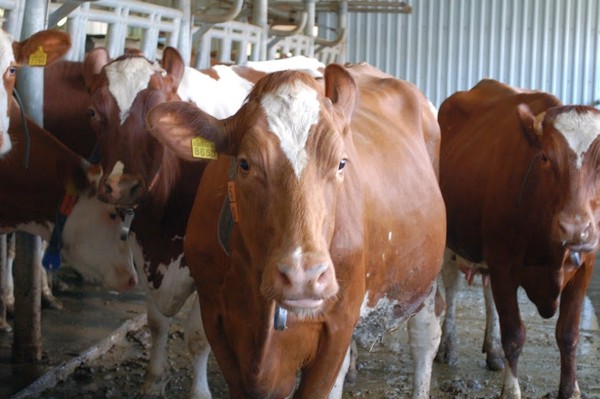 Экспорт животноводческой продукции Кыргызстана составляет $6 млн, что очень мало, - Минсельхоз &mdash; Tazabek