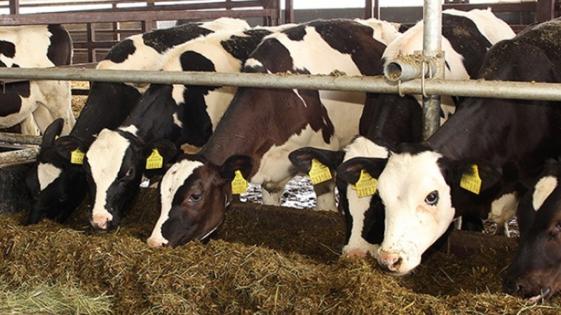 Правительство утвердило правила назначения ветеринарно-санитарной экспертизы и положение о госрегистрации объектов по получению пищевого сырья &mdash; Tazabek