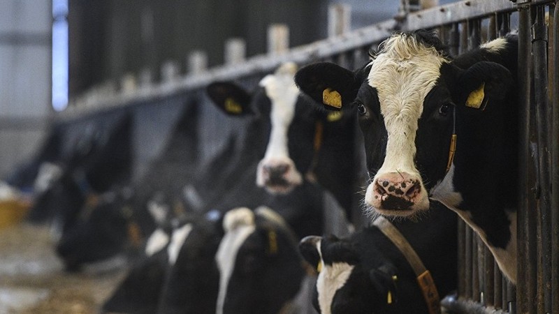 Начат второй этап идентификации крупного рогатого скота, - Госветсанинспекция &mdash; Tazabek