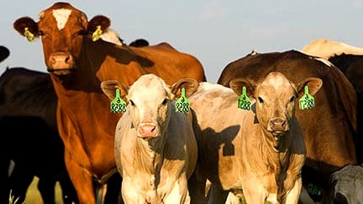 Госветинспекция предлагает прописать обязанности органов МСУ при идентификации животных &mdash; Tazabek