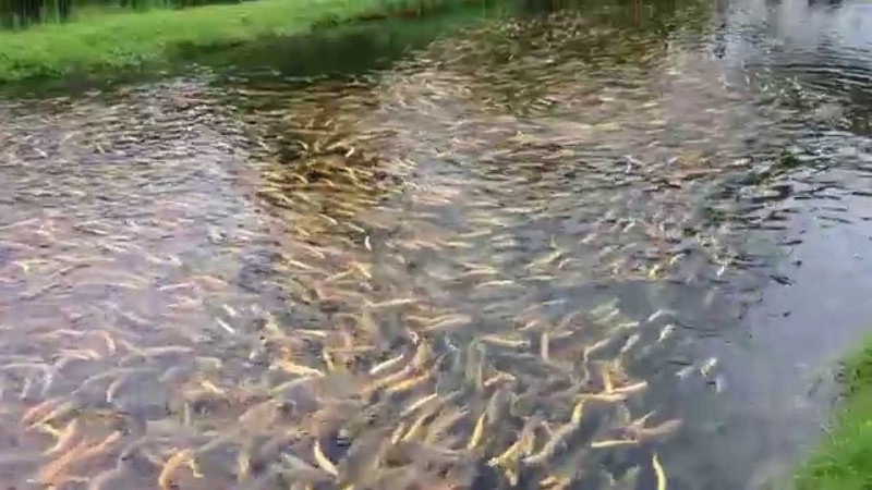 Объемы производства продукции в сфере сельского хозяйства, лесного хозяйства и рыболовства за 2 месяца выросли на 1,4% &mdash; Tazabek