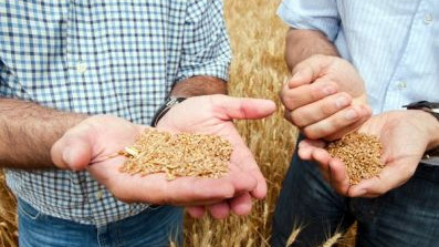 23 из 109 семеноводческих хозяйств производят элитный сорт сельхозкультур, - Минсельхоз &mdash; Tazabek