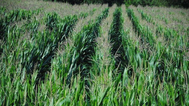 Страховые компании КР не имеют опыт страхования в растениеводстве, - аналитик Т.Кемелов &mdash; Tazabek