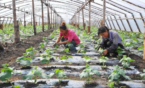 Комитет по аграрной политике поддержал законопроект о развитии сельского хозяйства &mdash; Tazabek