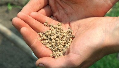 Минсельхоз предложил ввести систему выплаты государственной дотации семеноводческим хозяйствам &mdash; Tazabek