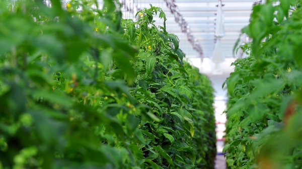 В Кыргызстане недостаточные стандарты контроля качества продукции сельского хозяйства, переработки, транспортировки и продаж, - эксперт ЕС Р.Малосси — Tazabek