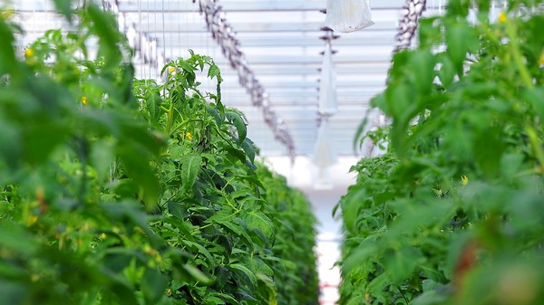 Правительство увеличило сумму льготного кредита для предприятий-переработчиков сельхозпродукции с 50 до 150 млн сомов &mdash; Tazabek