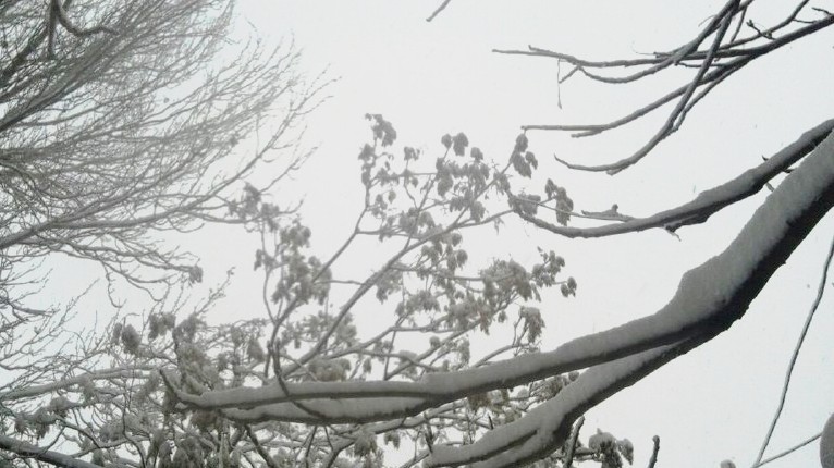 Из-за обильного снегопада и ветра в Чуйской и Таласской областях отключилось электроснабжение, - &laquo;Северэлектро&raquo; &mdash; Tazabek