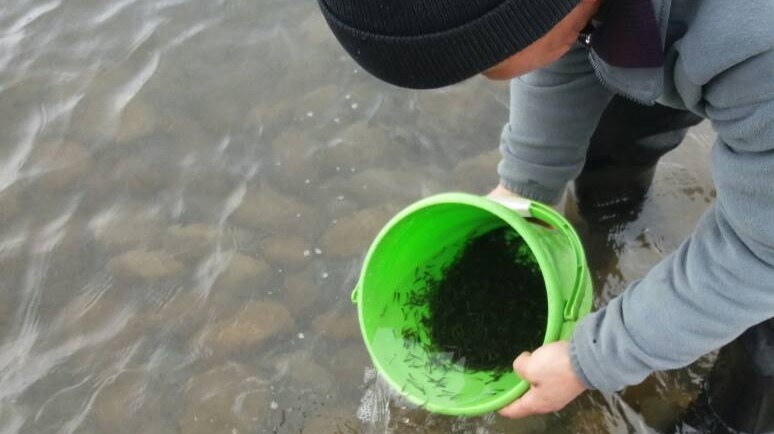 Минсельхоз начал плановый запуск молоди рыб в водоемы &mdash; Tazabek