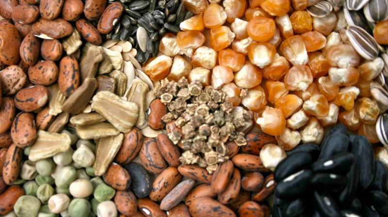 Цены на основные сельскохозтовары останутся на низком уровне из-за ослабления спроса, - ФАО &mdash; Tazabek