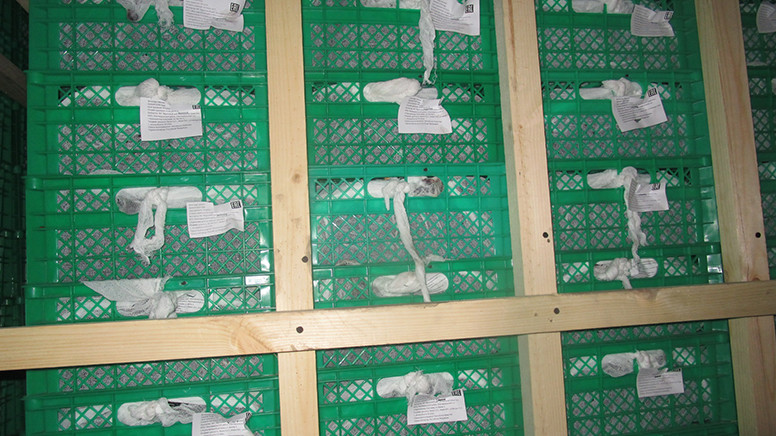 Россельхознадзор не пропустил 56 тонн фруктов и овощей из Кыргызстана с недействительными фитосанитарными сертификатами &mdash; Tazabek