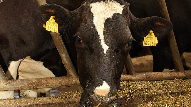 Контроль за идентификацией животных был передан Госкомитету связи &mdash; Tazabek