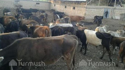 Какова стоимость сельхозживотных в зимний период в Кыргызстане? &mdash; Tazabek