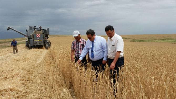 В КР появились новые сорта картофеля и зерновых культур, - Минсельхоз &mdash; Tazabek