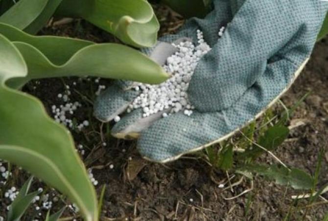 В этом году впервые поставляли минудобрения из Туркменистана, но это невыгодно, - Департамент химизации &mdash; Tazabek