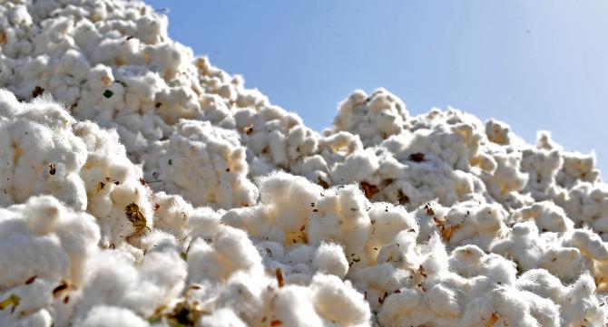 В Баткене выявили незаконный ввоз 850 кг хлопка &mdash; Tazabek