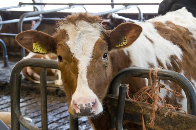 Премьер Т.Сариев поручил Госветсанинспекции не ждать и начать идентификацию животных уже сегодня &mdash; Tazabek