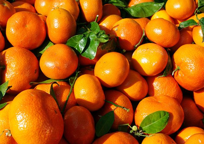 Таможня &laquo;Юг&raquo; выявила факт контрабандного ввоза 10,9 тыс. кг мандаринов на территорию КР &mdash; Tazabek