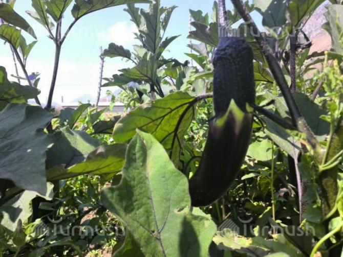 Кыргызстан немного улучшил позиции в рейтинге по обременительности аграрной политики для экономики страны, - WEF &mdash; Tazabek