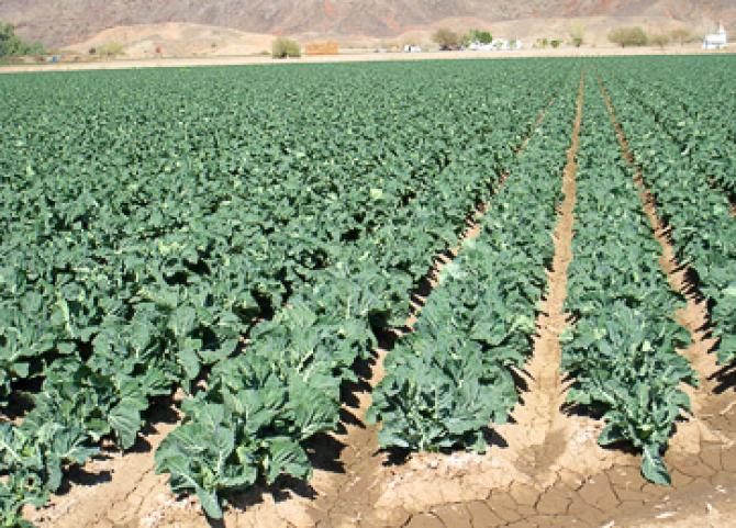 Нацстатком отмечает рост объемов валовой продукции сельского хозяйства &mdash; Tazabek