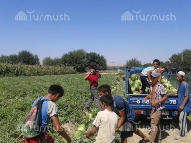 Минфин: С начала года более 8 тыс. фермеров получили субсидированные кредиты &mdash; Tazabek