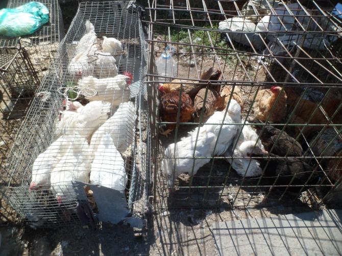 Из-за остановки работы фабрики &laquo;Шумкар&raquo; на Иссык-Куле производство яиц сократилось в два раза &mdash; Tazabek